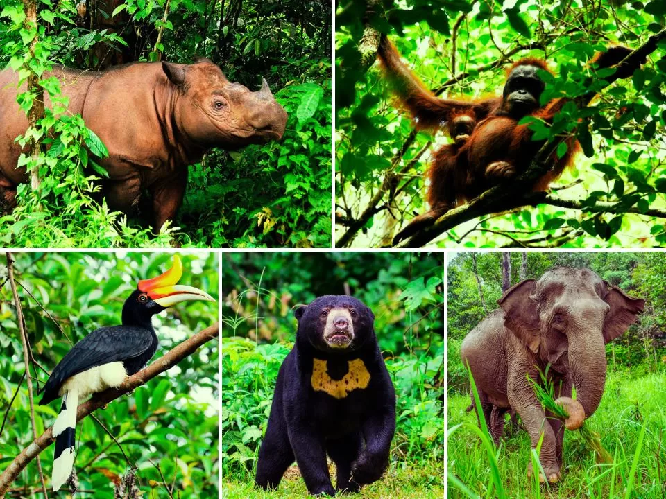 Malaysia Native Animals THE TIGERS FOREST MALAYSIAN WILDLIFE
