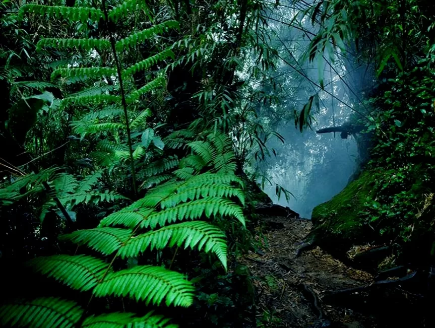 Hidden Nature In Mossy Forest 