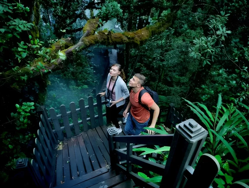 Hike Your Way Through Mossy Forest