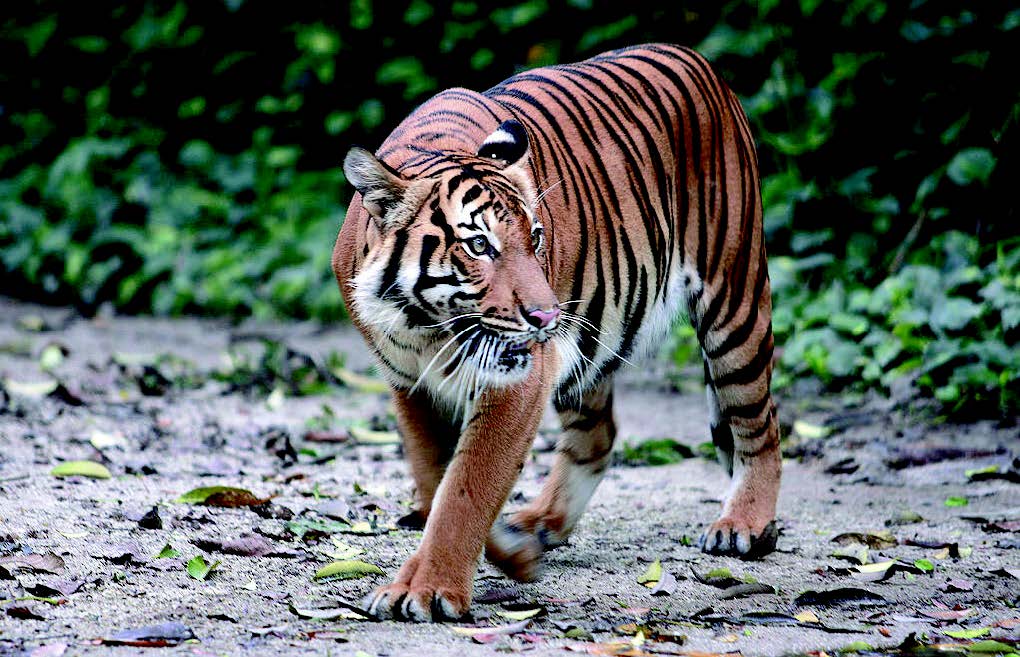 Meet The Malayan Tiger, Malaysian Wildlife