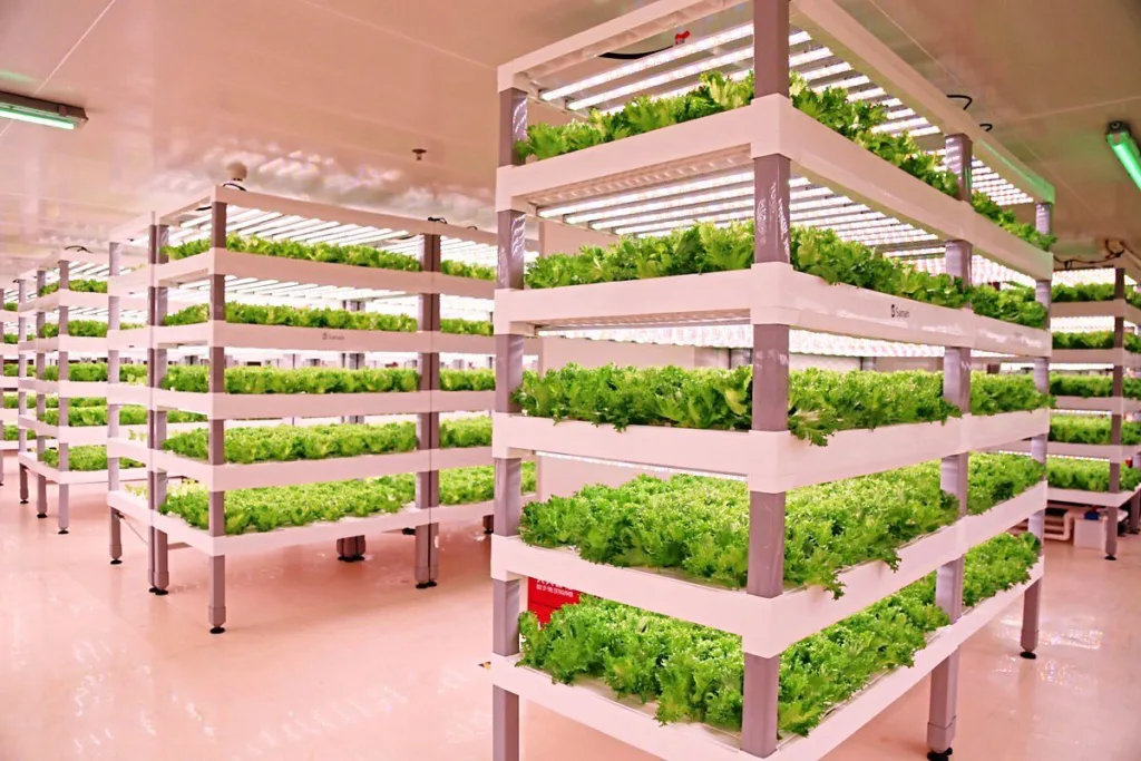What Is Indoor Vertical Farming?