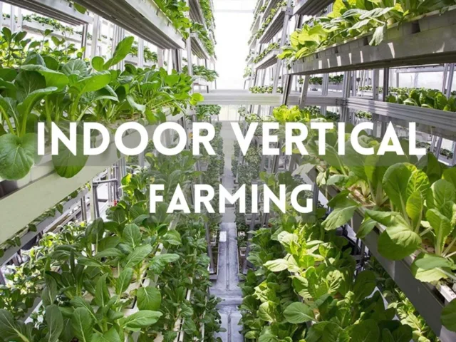 The Growing Trend Of Indoor Vertical Farming In Malaysia