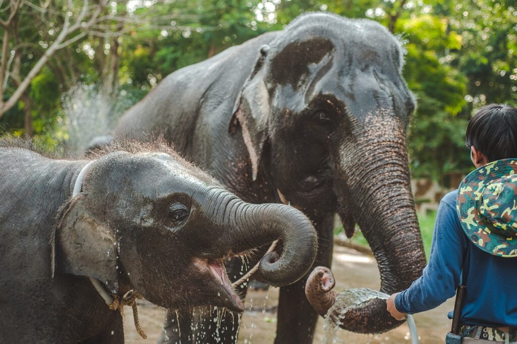 Thailand Zoo Famous for Interaction with Elephant