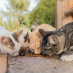 Caring For Strays