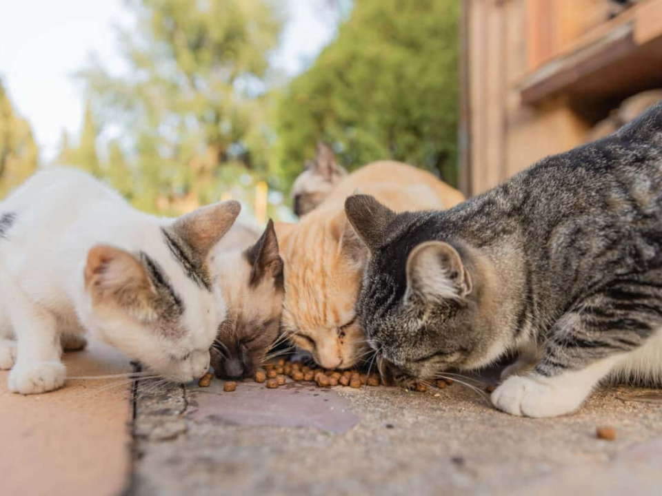 Caring For Strays