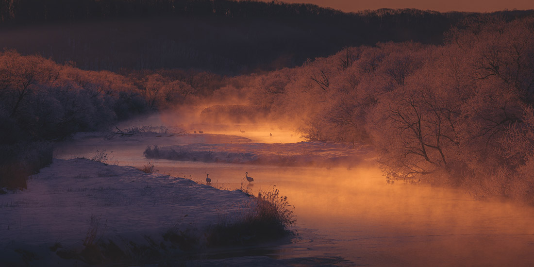 Red-crowned cranes in the misty Setsuri River at sunrise, Hokkaido, by Francis Leslie Zabala