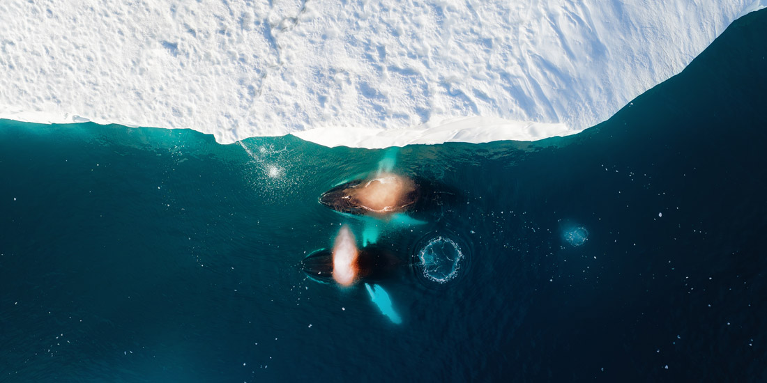 Aerial view of humpback whales feeding beside an ice edge in Greenland by Viet Bui Xuan
