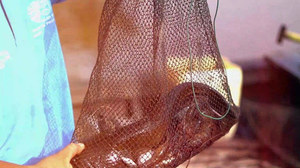 Fishing net holding the catch from the Siak River